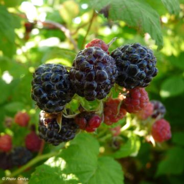 Mustavadelma Black Jewel luomu