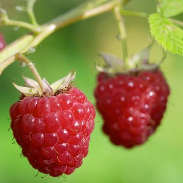 Vadelma Délice de framboise ‘RUSILVA’ luomu