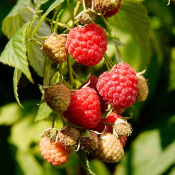 Vadelma Primeberry Autumn Wildy