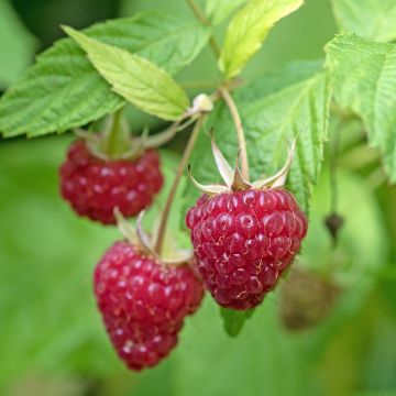 Vadelma Lucky Berry