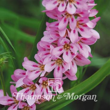 Francoa sonchifolia Pink Giant (siemenet)