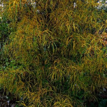 Korpipaatsama Asplenifolia