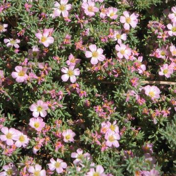 Silosuolakukka - Frankenia laevis