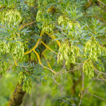 Etelänsaarni - Fraxinus angustifolia