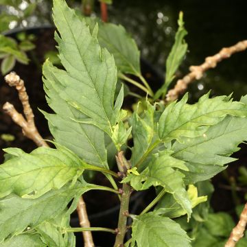 Etelänsaarni Heterophylla Laciniata