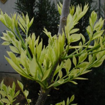 Etelänsaarni Variegata