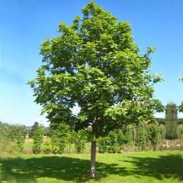Saarni - Fraxinus excelsior
