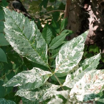 Saarni Crispa Variegata