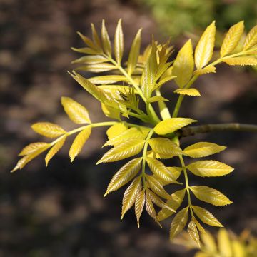 Saarni Foliis Aureis