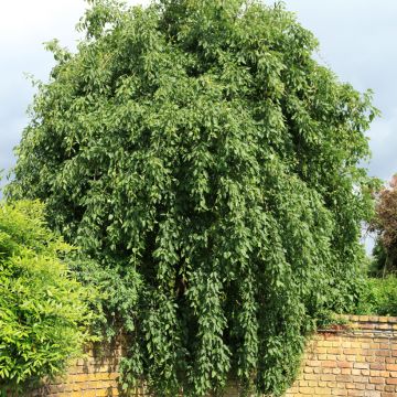Saarni Heterophylla Pendula