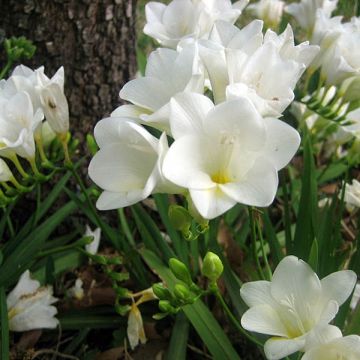 Freesia hybrida Simple Blanc