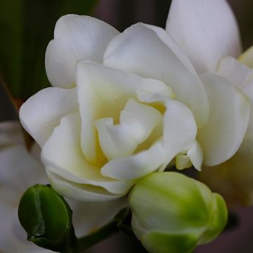 Freesia hybrida Double Blanc