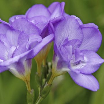 Freesia hybrida Double Bleu