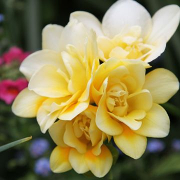 Freesia hybrida Double Jaune