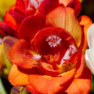 Freesia hybrida Double Rouge