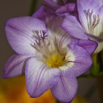 Freesia hybrida Simple Bleu