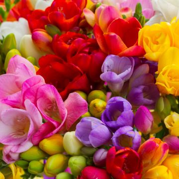 Freesia hybrida Simple Mix