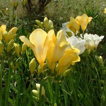 Freesia hybrida Simple Jaune