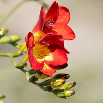 Freesia hybrida Simple