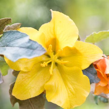 Fremontia - Fremontodendron californicum