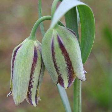 Keisarinpikarililja - Fritillaria hermonis subsp. amana