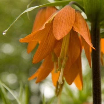 Keisarinpikarililja Prolifera