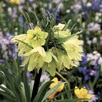 Keisarinpikarililja - Fritillaria raddeana