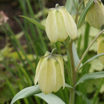 Kalvaspikarililja - Fritillaria pallidiflora