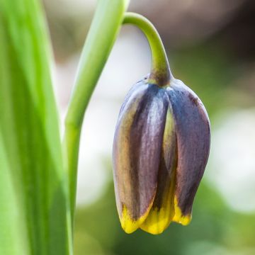 Assyrianpikarililja - Fritillaria uva-vulpis