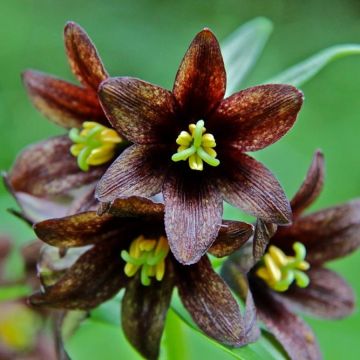 Tummapikarililja - Fritillaria camschatcensis