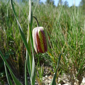 Keisarinpikarililja - Fritillaria crassifolia subsp. crassifolia