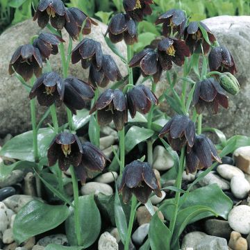 Davisinpikarililja - Fritillaria davisii
