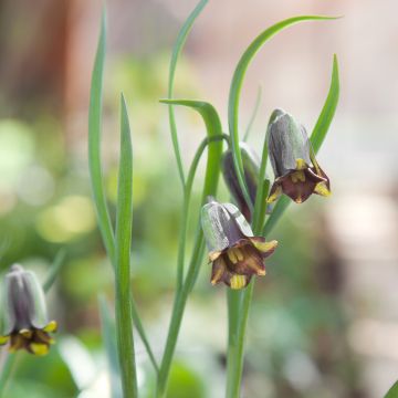 Keisarinpikarililja - Fritillaria elwesii