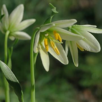 Keisarinpikarililja - Fritillaria liliacea
