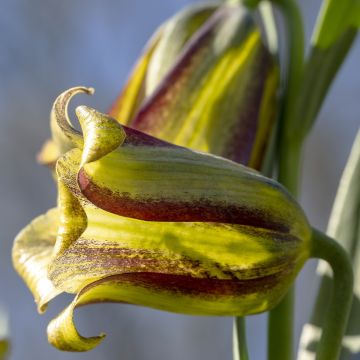 Keisarinpikarililja - Fritillaria olivieri