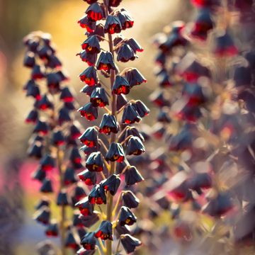 Persianpikarililja - Fritillaria persica