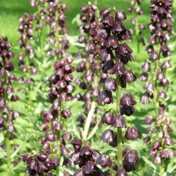Persianpikarililja Purple Dynamite