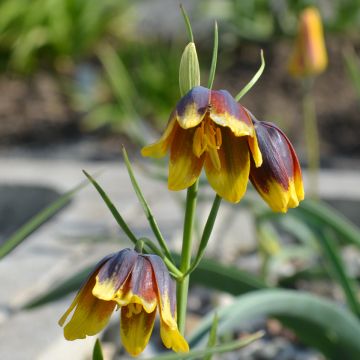 Keisarinpikarililja - Fritillaria reuteri