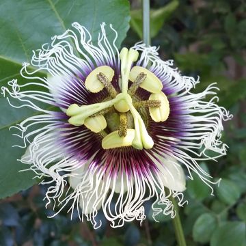 Passiohedelmä - Passiflora edulis f. flavicarpa