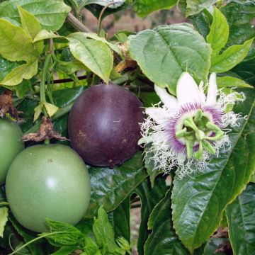 Punapassio - Passiflora edulis