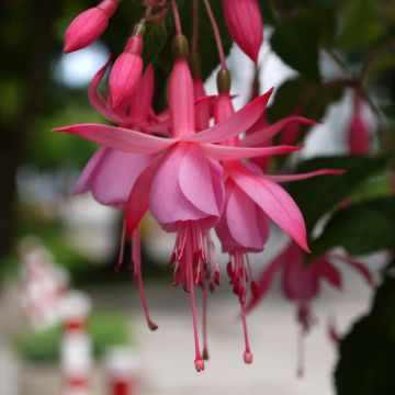 Verenpisara Beacon rosa