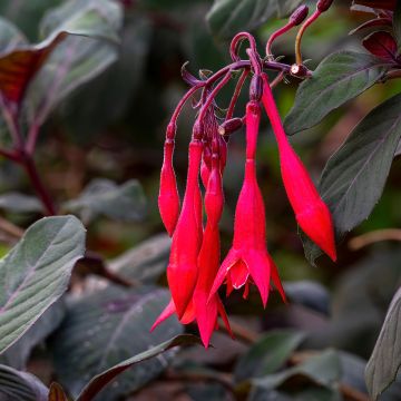 Kyynelverenpisara Bush Gartenmeister Bonstedt