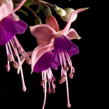 Verenpisara Rosalien