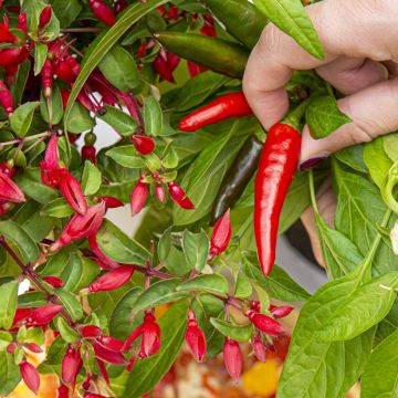 Verenpisara Chilli Red