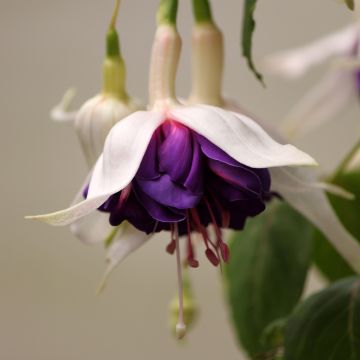 Verenpisara Deep Purple