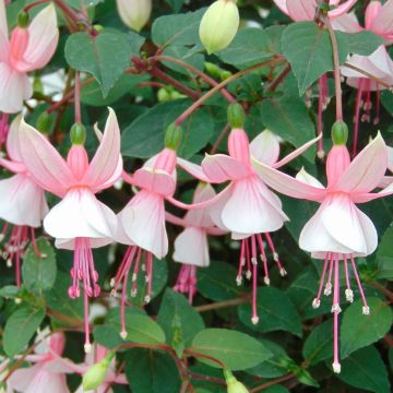 Verenpisara Elma-Hendricks