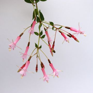 Verenpisara First Success