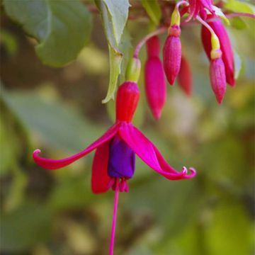 Siroverenpisara Genii