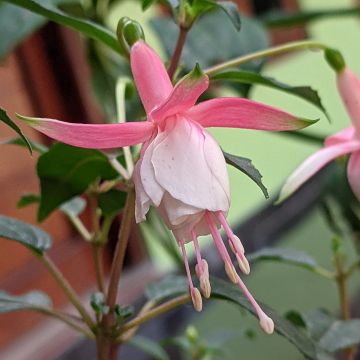 Verenpisara Summermelody Sunantonio Pink-White