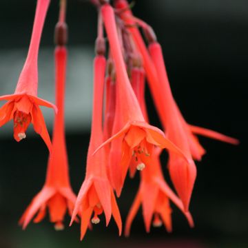 Verenpisara Thalia